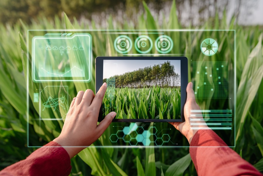 Farmer woman using digital tablet with virtual reality artificial intelligence for analyzing plant disease in corn agriculture fields.